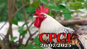 Xem Clip Đá Gà Thomo Trực Tiếp C1 Hôm Nay 26/07/2025