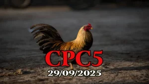 Xem lại đá gà trực tiếp C5 hôm nay 29/09/2025