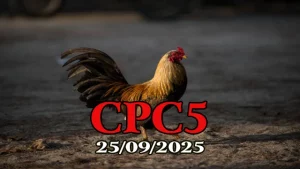 Full clip trận gà chọi C5 hôm nay 25/09/2025