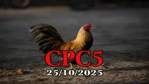 Full clip đá gà Thomo hôm nay C5 ngày 25/10/2025