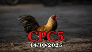 Clip phát lại đá gà Thomo hôm nay c5 14/10/1025