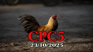 Full clip đá gà Thomo hôm nay C5 ngày 23/10/2025