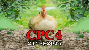 Clip đá gà Thomo hôm nay C4 ngày 21/10/2025