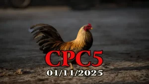 Full clip đá gà Thomo hôm nay C5 ngày 01/11/2025