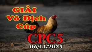 Full Clip Gà Đá Giải C5 Ngày Hôm Nay 06/11/2025