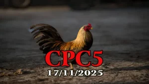 Full clip đá gà trực tiếp CPC5 Thomo hôm nay 17112025 miễn phí