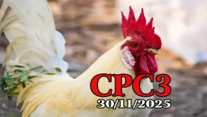 Trực tiếp đá gà CPC3 hôm nay 30112025 - Xem lại ngay