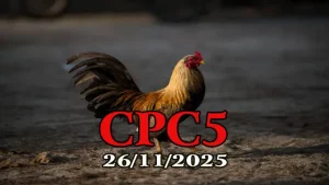 Video Đá Gà Trực Tuyến CPC5 26112025 Full Trận