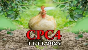 Xem Lại Đá Gà Thomo CPC4 Hôm Nay 11/11/2025 Full Video Chuẩn HD