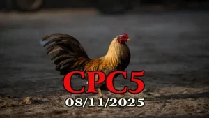 Clip Trực Tiếp Đá Gà CPC 5 Thomo Hôm Nay 08/11/2025 Full Trận