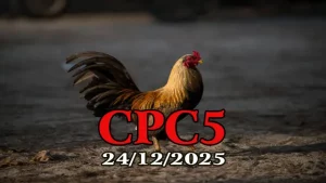 Clip phát lại đá gà Thomo CPC5 ngày 24122025