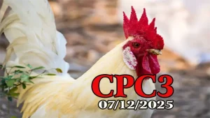 Phát lại trực tiếp đá gà Thomo CPC3 hôm nay 07122025 chất lượng cao