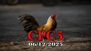 Xem liền tay clip phát lại đá gà trực tiếp CPC5 06122025