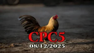 Xem nhanh trực tiếp đá gà CPC5 hôm nay 08122025