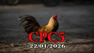Video Đá Gà CPC5 Trực Tiếp Ngày 22012026 Hôm Nay