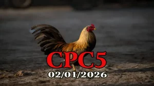 Video Trực Tiếp Đá Gà Thomo CPC5 02012026 Không Gián Đoạn