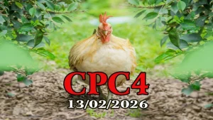 Cập Nhật Đá Gà Trực Tiếp CPC4 Hôm Nay 13022026 Tại Thomo