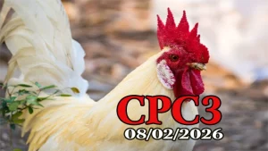 Clip đá gà trực tiếp CPC3 hôm nay 08022026 chuẩn Thomo