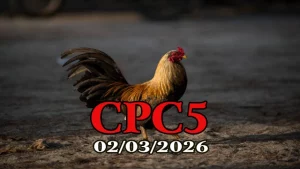 Clip đá gà CPC5 trực tiếp 02032026 kèm kết quả